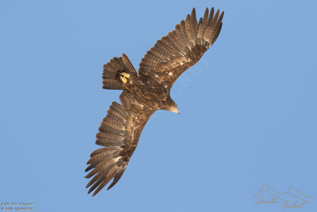 Aigle des steppes