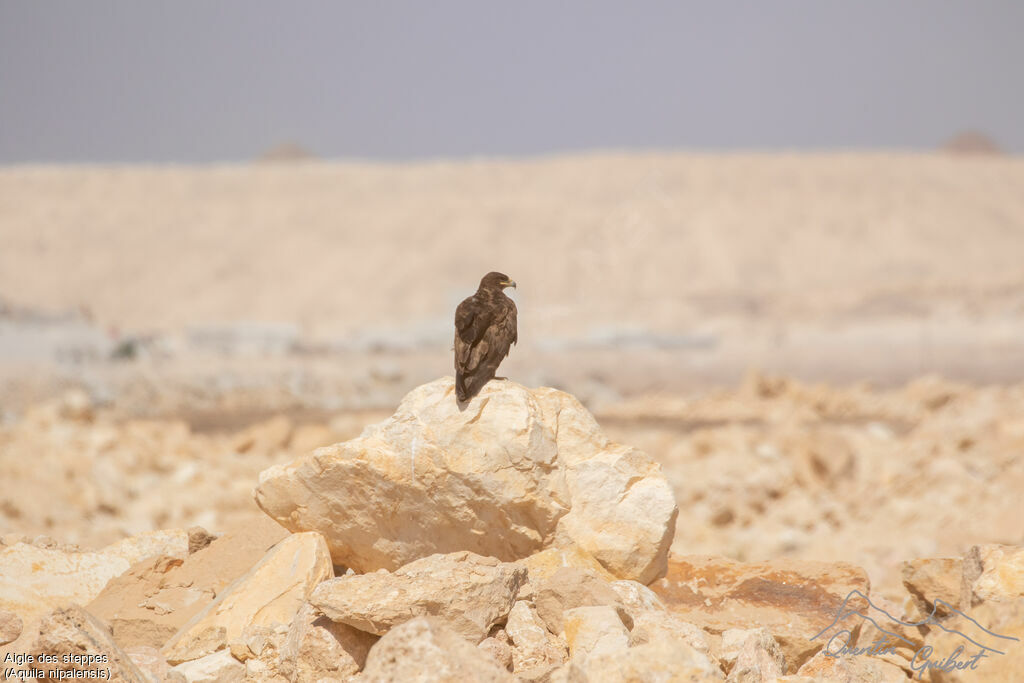 Aigle des steppes