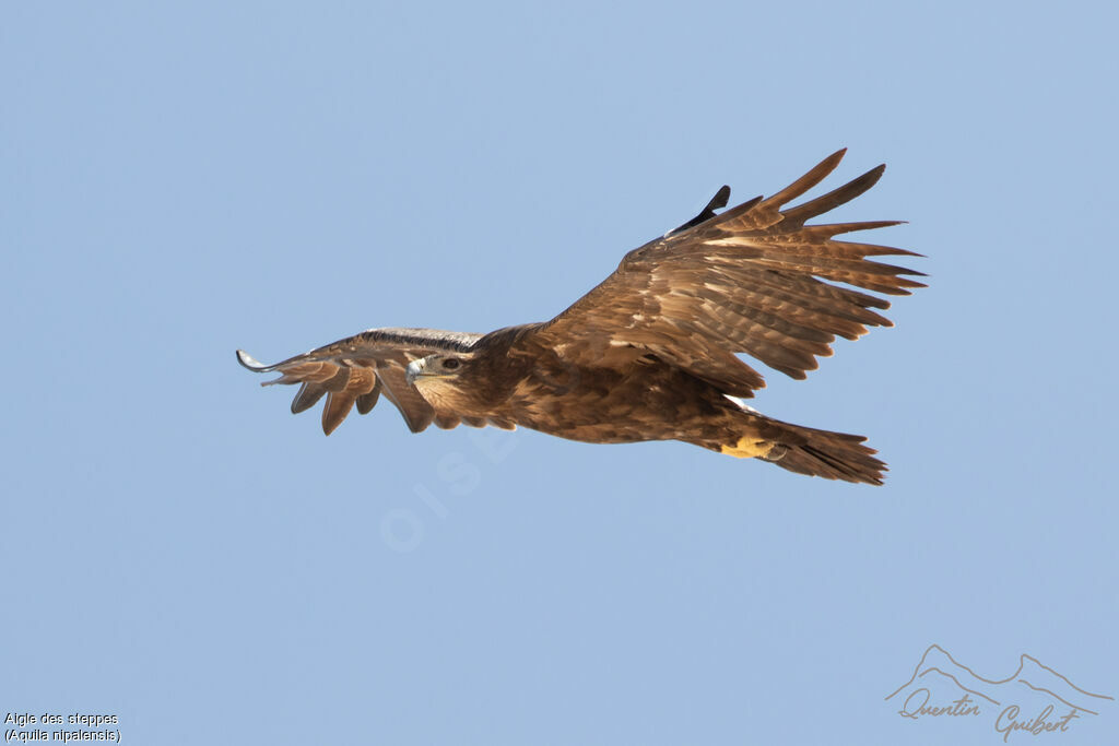 Aigle des steppes