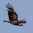 Aigle impérial
