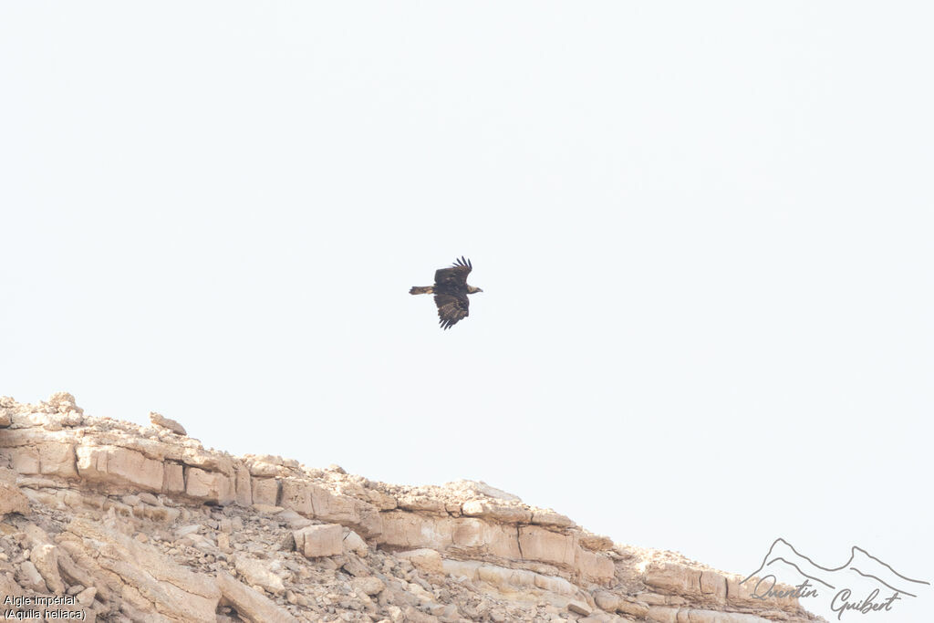 Eastern Imperial Eagleadult, identification, Flight