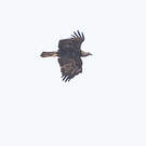 Aigle impérial