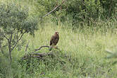 Aigle pomarin