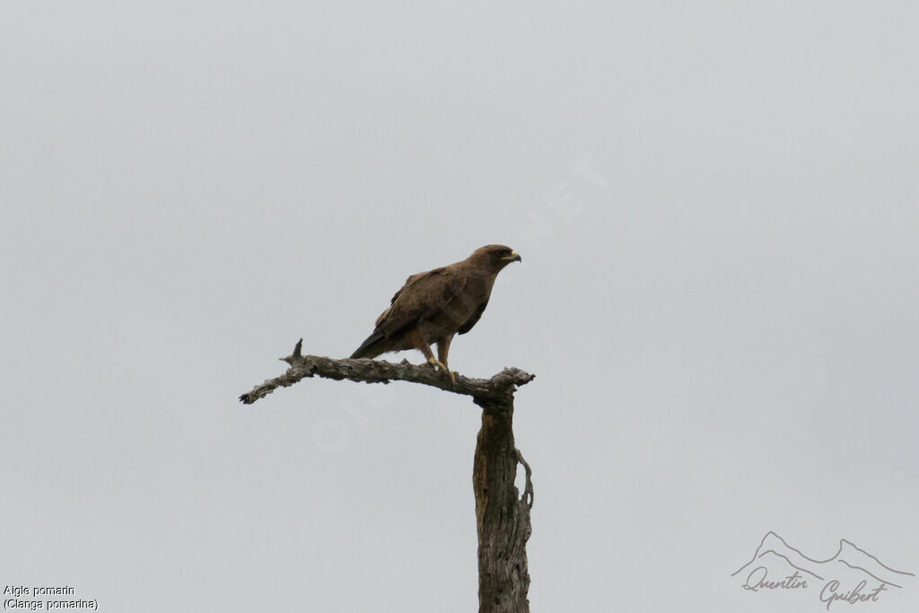 Aigle pomarin