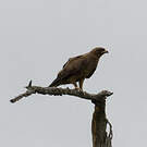 Aigle pomarin