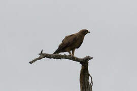 Lesser Spotted Eagle