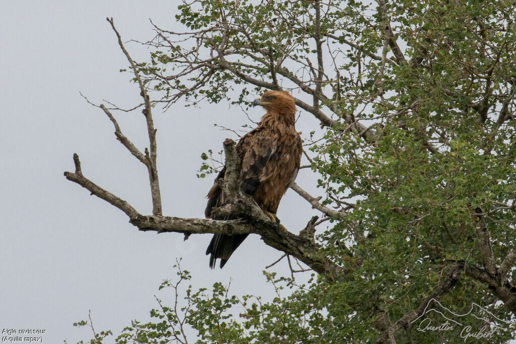 Aigle ravisseur