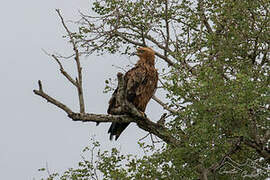 Tawny Eagle