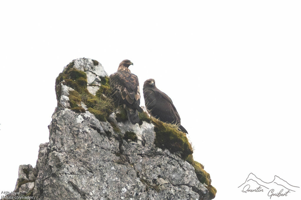 Golden Eagle