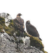 Golden Eagle