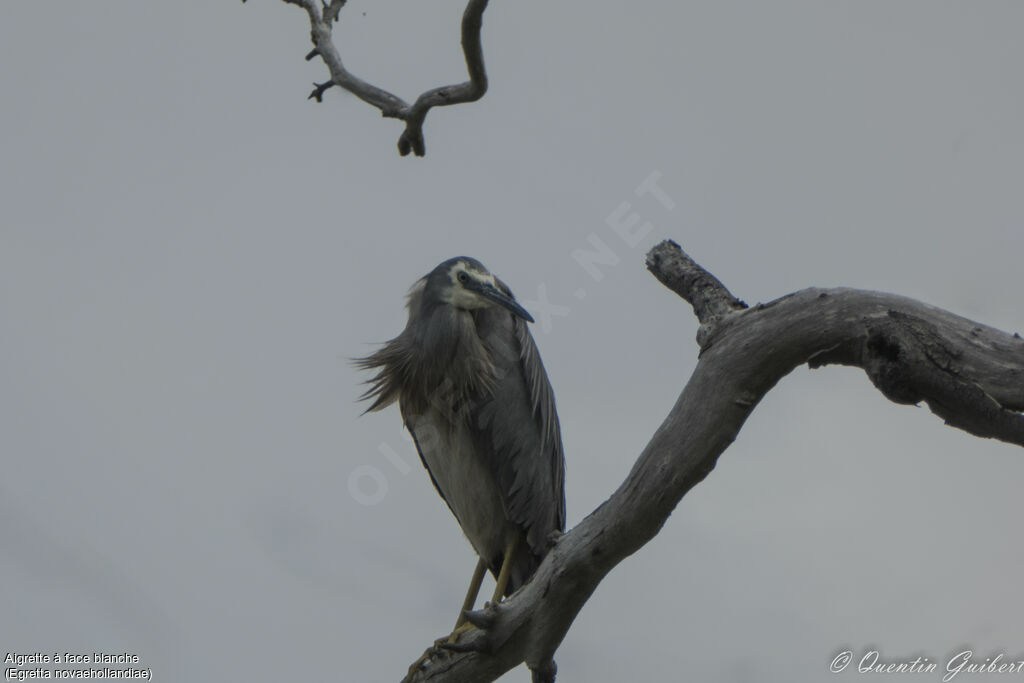 White-faced Heron