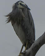 White-faced Heron