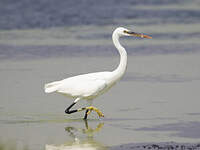 Aigrette des récifs