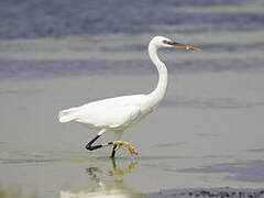Aigrette des récifs