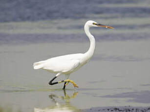 Aigrette des récifs