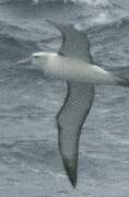 Albatros à cape blanche