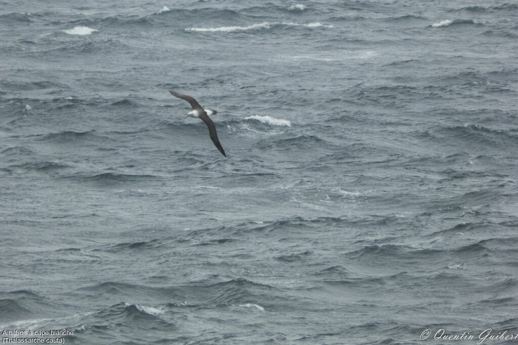 Albatros à cape blanche, Vol