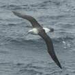 Albatros à cape blanche