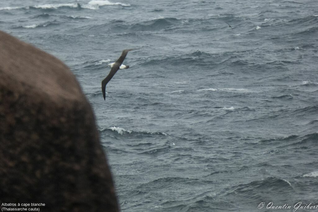 Albatros à cape blanche, Vol