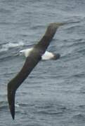 Albatros à cape blanche