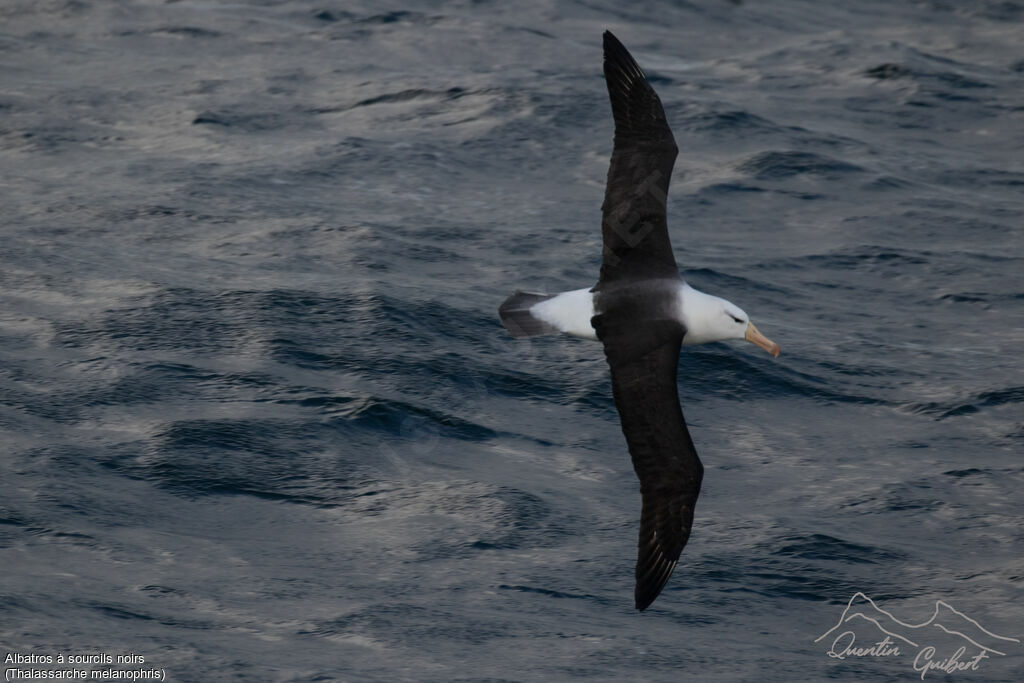 Albatros à sourcils noirs