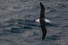 Albatros à sourcils noirs