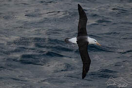 Albatros à sourcils noirs