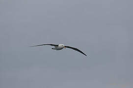 Black-browed Albatross