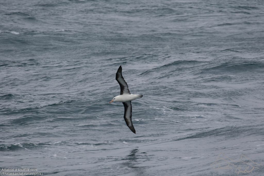 Albatros à sourcils noirs