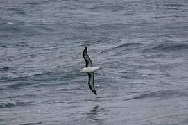 Black-browed Albatross