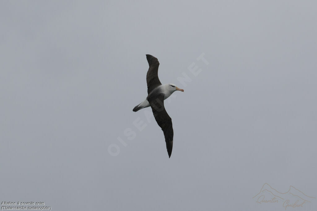 Albatros à sourcils noirs