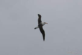 Black-browed Albatross