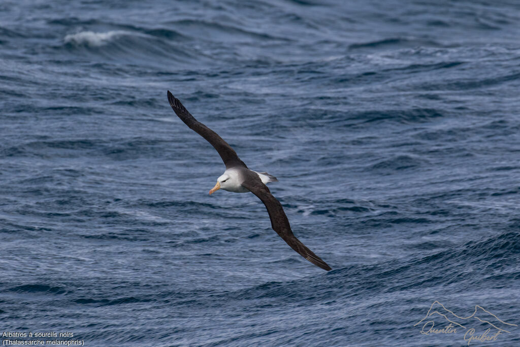 Albatros à sourcils noirs