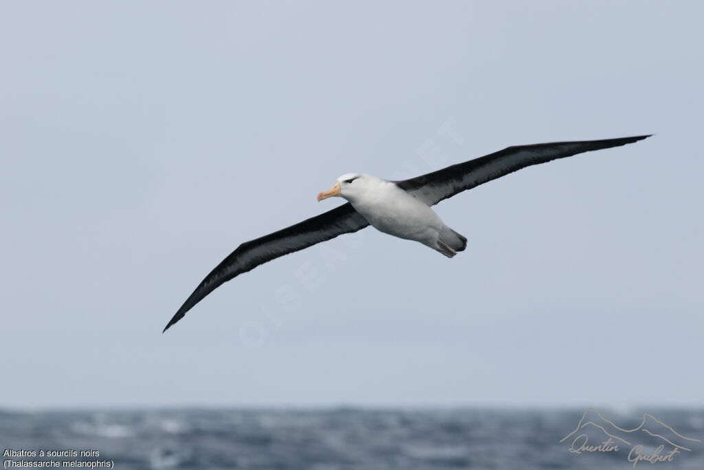 Albatros à sourcils noirs