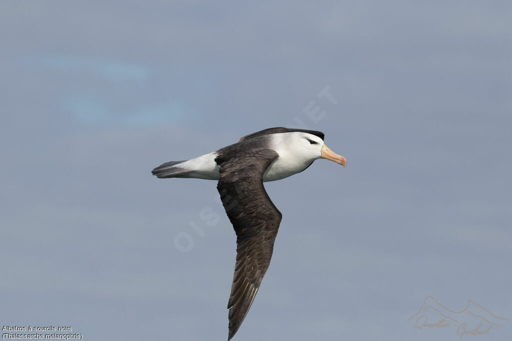 Black-browed Albatross