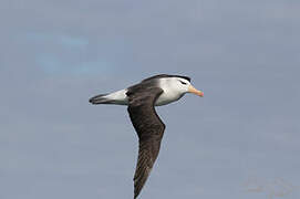 Black-browed Albatross