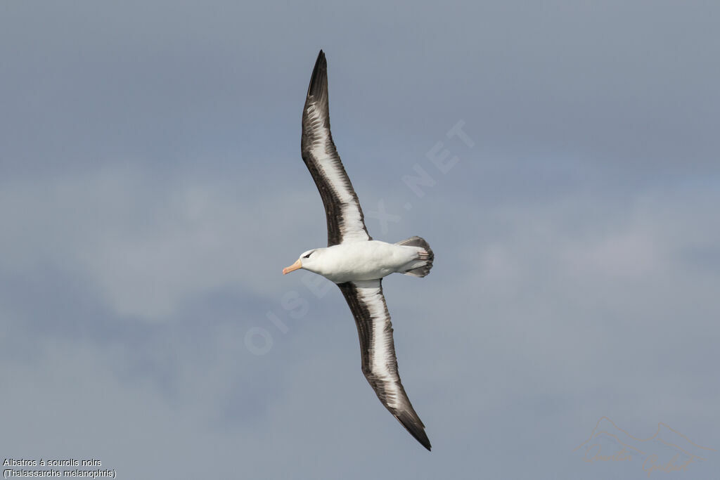 Black-browed Albatross