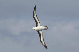 Black-browed Albatross