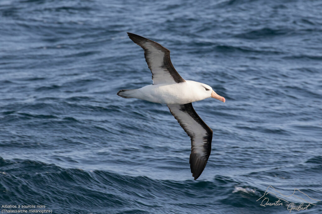 Albatros à sourcils noirs