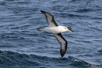 Albatros à sourcils noirs