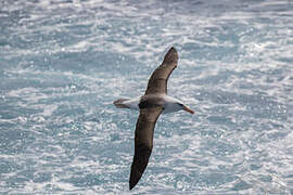 Black-browed Albatross