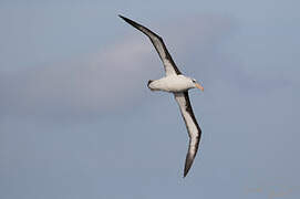 Black-browed Albatross