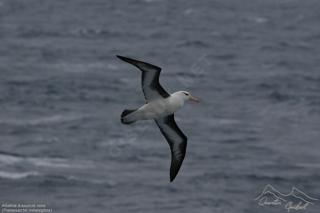 Albatros à sourcils noirs