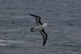 Black-browed Albatross