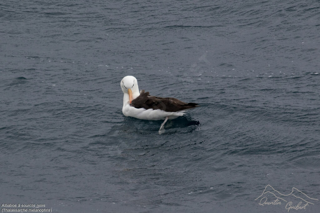 Albatros à sourcils noirs