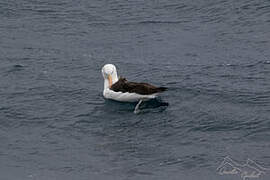 Black-browed Albatross