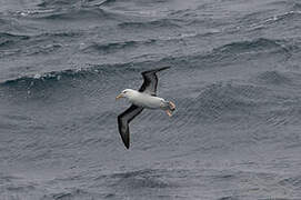 Black-browed Albatross