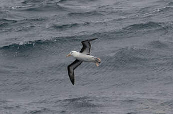 Albatros à sourcils noirs