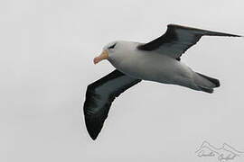 Black-browed Albatross