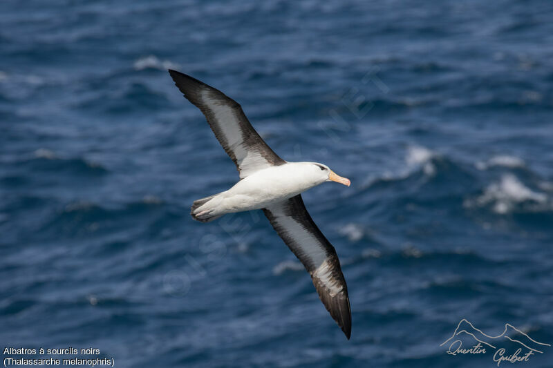 Black-browed Albatross, identification, Flight